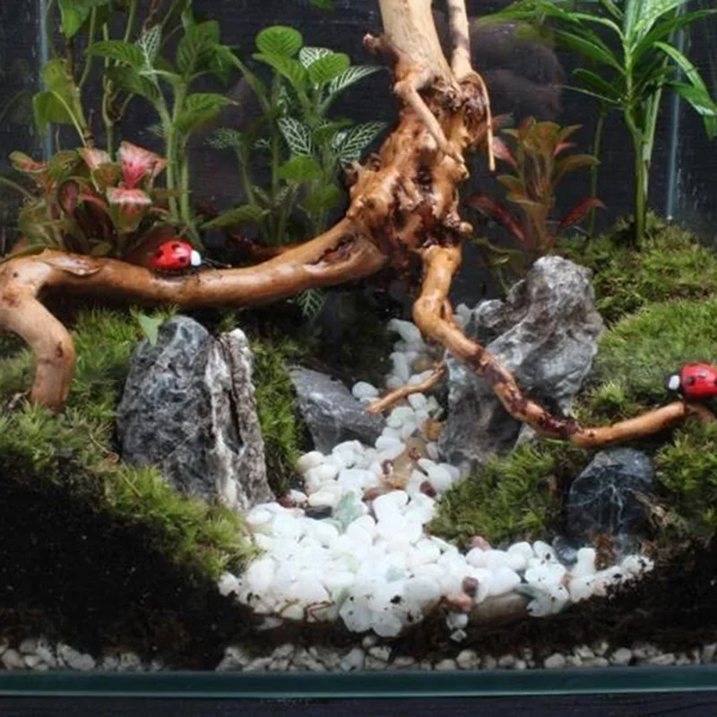 Natural Tree Trunk Driftwood A - đánh giá và giá Marine Aquarium All In One