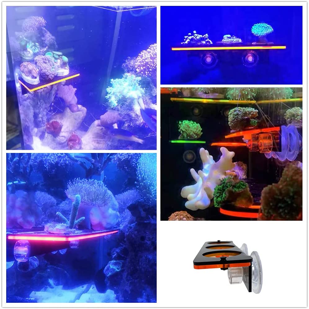 Cá Huỳnh Quang San Hô Frag-he  - đánh giá và giá Marine Aquarium Design